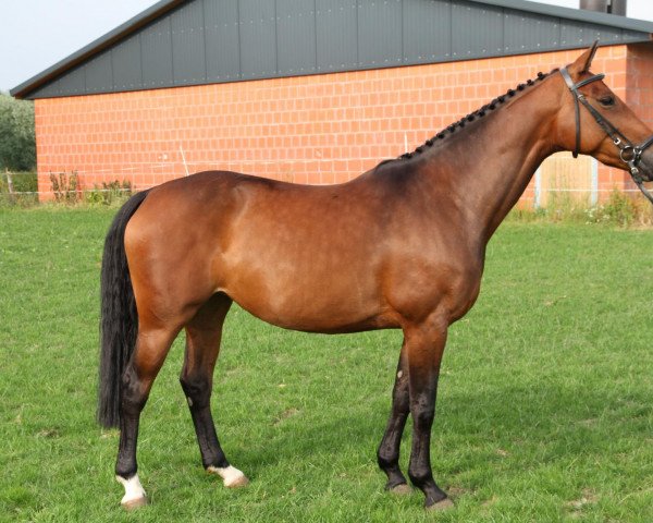 broodmare Claire (Westphalian, 2005, from Cayetano L)