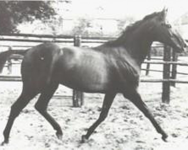 Pferd Waidmannsdank xx (Englisches Vollblut, 1959, von Neckar xx)