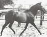 stallion Waidmannsdank xx (Thoroughbred, 1959, from Neckar xx)