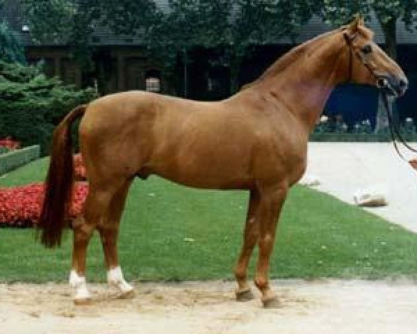 stallion Fortissimo (Westphalian, 1978, from Frühlingsrausch)