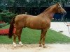 stallion Fortissimo (Westphalian, 1978, from Frühlingsrausch)