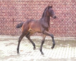 dressage horse Finja (Westphalian, 2012, from Franziskus FRH)