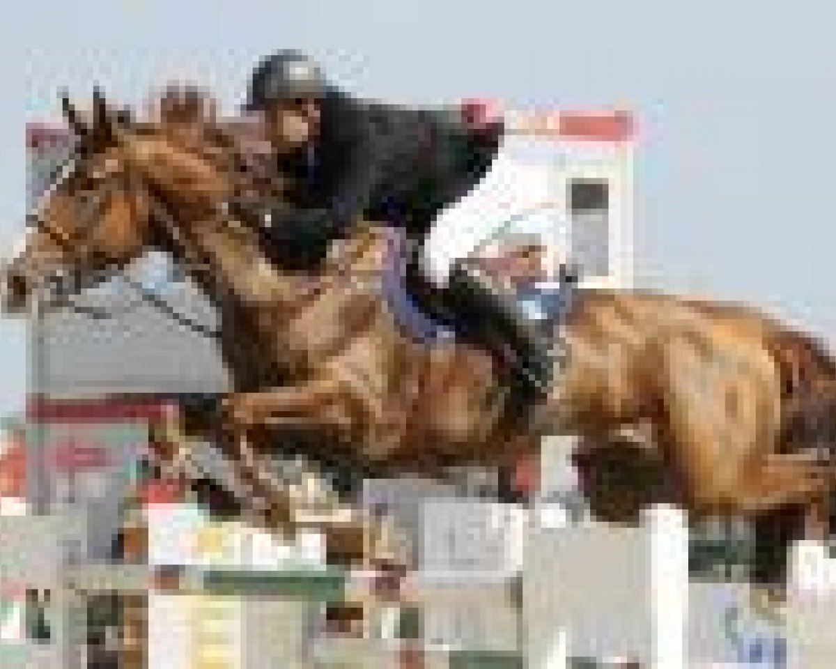 jumper Comte D'Arsouilles (Belgian Warmblood, 2002, from Quasimodo vd Molendreef)