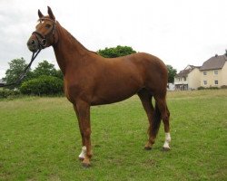 horse Floriane (Westphalian, 2009, from Florianus)