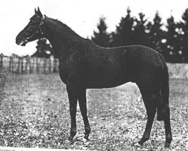 Pferd Alchimist xx (Englisches Vollblut, 1930, von Herold xx)