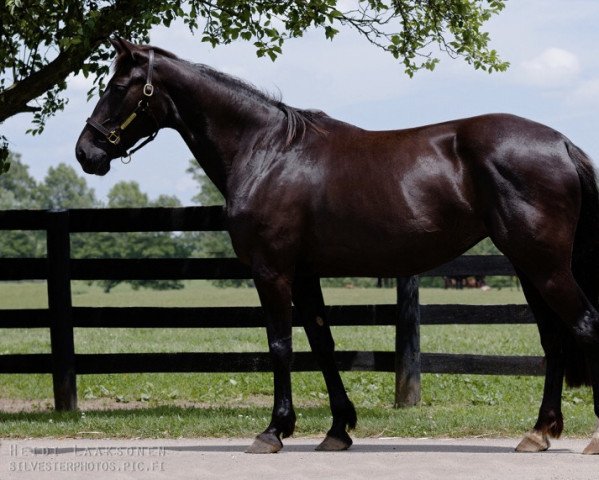 broodmare Southwind Serena (US) (American Trotter, 2004, from Varenne V-0901 (IT))