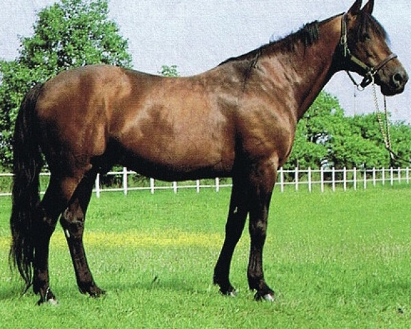 stallion Zebu (It) (Traber, 1977, from Sharif di Jeselo (It))