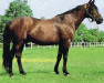 stallion Zebu (It) (Traber, 1977, from Sharif di Jeselo (It))