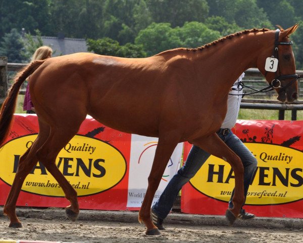 horse Scandina xx (Thoroughbred, 2009, from Bahamian Bounty xx)