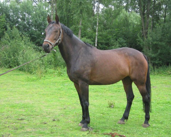 Pferd Loreley (Westfale, 2003, von Leardo)