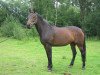 horse Loreley (Westphalian, 2003, from Leardo)