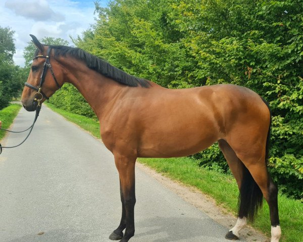 broodmare Megahn DL (Holsteiner, 2019, from Comme il Faut)