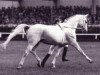 stallion Wienerwald (Hanoverian, 1971, from Widerhall)