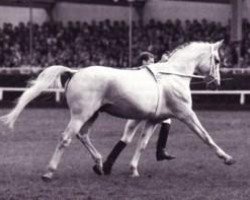 stallion Wienerwald (Hanoverian, 1971, from Widerhall)