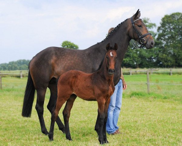 Springpferd Electra (Westfale, 2008, von Escudo I)