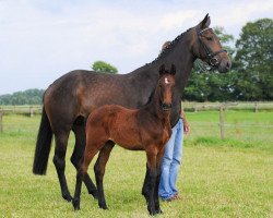 jumper Electra (Westphalian, 2008, from Escudo I)