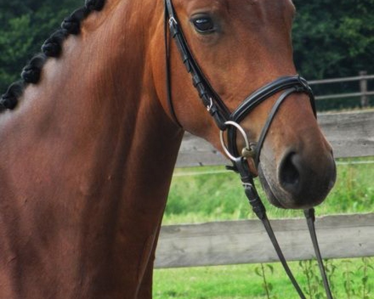 Springpferd Florina (Westfale, 2009, von Florubin)