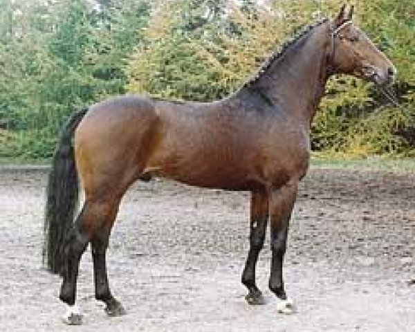 horse Chasseur I (Hanoverian, 1988, from Calypso II)