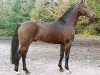 stallion Chasseur I (Hanoverian, 1988, from Calypso II)