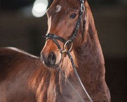 dressage horse Freaky Like Me 4 (Westphalian, 2008, from Fidertanz)