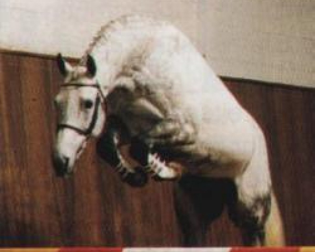 stallion Exorbitant xx (Thoroughbred, 1984, from Final Straw xx)