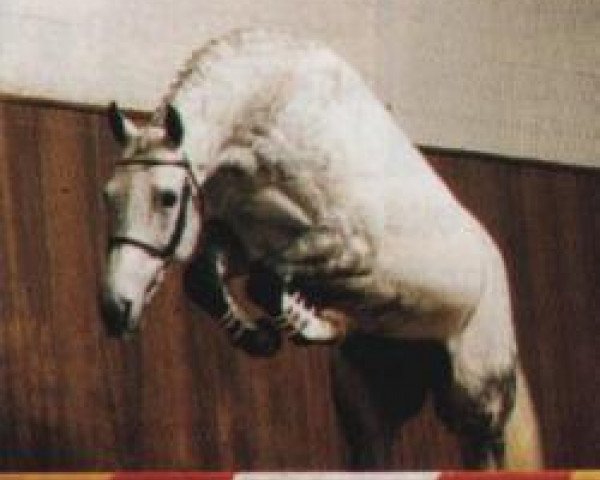 stallion Exorbitant xx (Thoroughbred, 1984, from Final Straw xx)