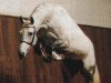 stallion Exorbitant xx (Thoroughbred, 1984, from Final Straw xx)