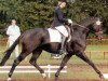 stallion Glorieux (Oldenburg, 1985, from Goldstern)