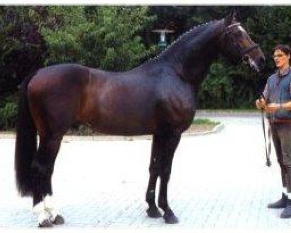 stallion Charon (Hanoverian, 1993, from Classiker)
