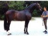 stallion Charon (Hanoverian, 1993, from Classiker)
