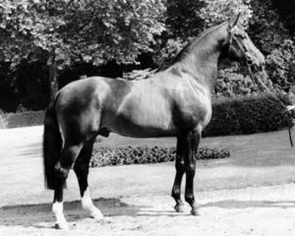 stallion Foxtrott (Westphalian, 1974, from Frühling)
