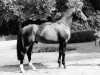 horse Foxtrott (Westphalian, 1974, from Frühling)