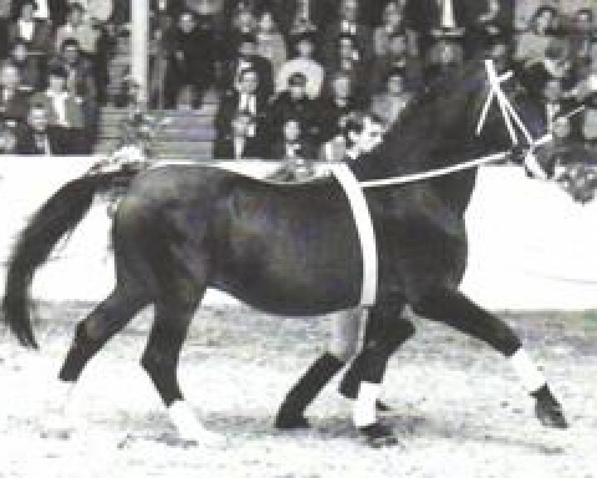Deckhengst Gralsritter (Hannoveraner, 1965, von Grande)