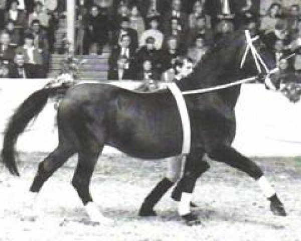 stallion Gralsritter (Hanoverian, 1965, from Grande)