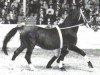 stallion Gralsritter (Hanoverian, 1965, from Grande)