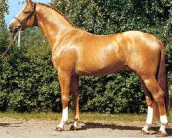 horse Castro (Holsteiner, 1981, from Calypso I)