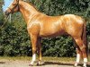 stallion Castro (Holsteiner, 1981, from Calypso I)