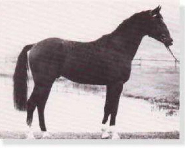 horse Raueck I (Bavarian, 1981, from Rasso)