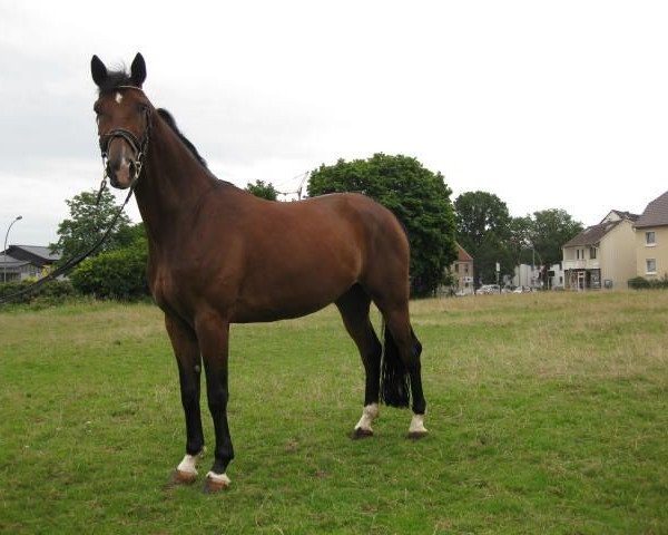 Dressurpferd Ehrengold (Westfale, 2008, von Ehrenpreis)