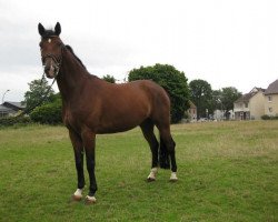 dressage horse Ehrengold (Westphalian, 2008, from Ehrenpreis)