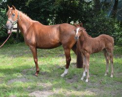 broodmare Ginger Girl (German Riding Pony, 2001, from FS Golden Highlight)