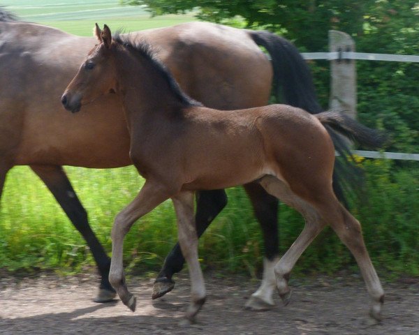 dressage horse Skyla (Westphalian, 2012, from Sandoro)