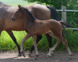 dressage horse Skyla (Westphalian, 2012, from Sandoro)