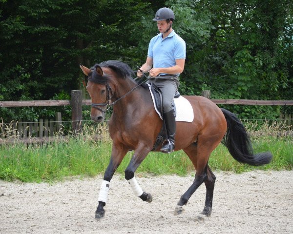 dressage horse Domarika (Westphalian, 2008, from Don Bedo I)
