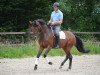 dressage horse Domarika (Westphalian, 2008, from Don Bedo I)