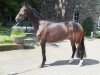 dressage horse Ringelblume (Westphalian, 2008, from Rock Forever NRW)