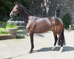 dressage horse Ringelblume (Westphalian, 2008, from Rock Forever NRW)