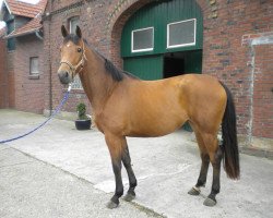 Pferd Perfect Lady (Westfale, 2009, von Prominenz)