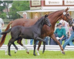 dressage horse Damon Starlight (Westphalian, 2006, from Damon Hill)