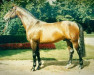 stallion Damokles (Hanoverian, 1971, from Davos)